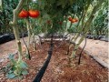 山东李庄镇农民种植大棚瓜菜年赚20万元