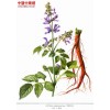 丹参种子（紫花丹参，通过国家审定）