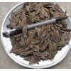 杜仲树苗（一年、二年、三年生树苗），产地直销