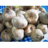 西红花种子（藏红花种子，种球茎）