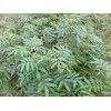 大量供应九叶青花椒苗