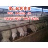 供山东小尾寒羊繁育场/小尾寒羊价格/小尾寒羊养殖合作社