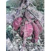 大量供应新鲜紫薯 越南紫薯 欢迎厂家批发合作 价格从优
