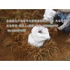 产地直供广东煲汤保健用中药材新鲜生天冬