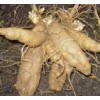 大量改良玄参芽子便宜出售