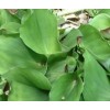 大量供应鲜沙姜（山奈）