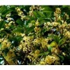 供应5-20桂花