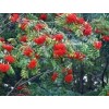 求购苦桃 花楸  种子