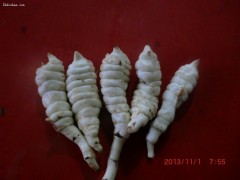 地参，虫草参