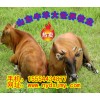 大量出售肉牛种牛小牛犊西门塔尔牛