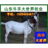 出售小尾寒羊3000头质优价廉