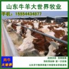 云南肉牛犊价格 适应广西圈养肉牛犊