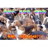 出售纯种肉狗养殖场纯种肉狗养殖场