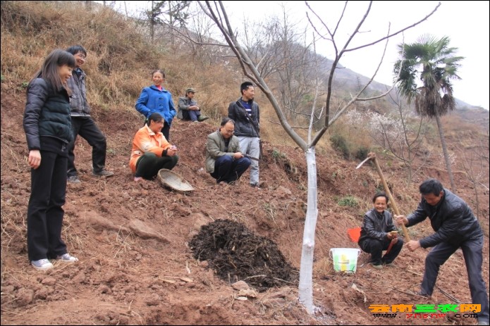 图为在龙安镇木椿沟组培训林农