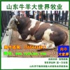 出售优质肉牛犊西门塔尔牛
