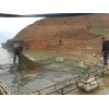 批发、零售河鱼、丘北辣椒、草药酿制土酒
