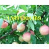 陕西毛桃产地价格\沙红桃\秦王桃红不软毛桃阿布白毛桃种植价格