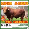 五一期间山东肉牛肉驴价格优惠