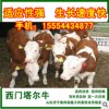 买西门塔尔牛五一价格优惠免运费