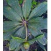 重楼百芨种植