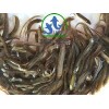 供应优质的台湾泥鳅苗、杂交吉富罗非鱼苗等各类优质淡水鱼苗。