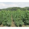 青椒200吨待售