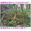 细黄草（细茎石斛）批发