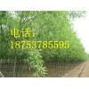 垂柳树山东垂柳小苗