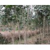 合作社连片万株桂花基地