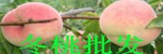 冬桃厂家批发