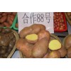 云南会泽土豆“合作88”