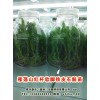 雁荡山红杆软脚铁皮石斛苗  乐清铁皮枫斗 温州石斛组培苗