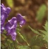 金铁锁（独丁子）小草乌,黄草乌,附子,当归,黄芪多少一公斤