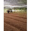 云南玛咖干片哪里有_会泽县重楼种植专业合作社