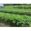 云南普洱哪有辣木苗批发-辣木苗供应商电话-云南辣木苗价格18元每株