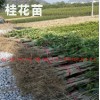 曲靖哪能买到桂花苗桂花苗批发