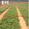 曲靖柳杉藏柏旱冬瓜批发零售