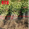 云南桂花苗批发市场价格