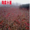 哪里有海棠苗供应