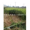 占地毛桃苗专业批发生产_曲靖九州苗木