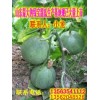求购甜瓜收购商