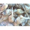 黄玛咖自家种植玛咖  15974638728