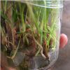 云南红河三叉百芨苗