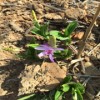 云南文山砚山白芨价格,药材扶持白芨种植,