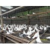 宣威肉鸽供货商家,宣威低价格菜鸽
