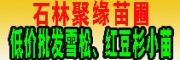 昆明石林雪松红豆杉种子和苗