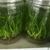 新白芨一代和二代白芨苗超低价出售