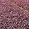 云南昆明宜良红花檵木批发厂家_红花檵木低价