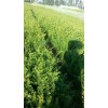 红豆杉、雪松种子的如何区别-云南昆明红豆杉、雪松哪里有卖