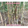 新牧一代草品种之王——蜜蔗1号牧草